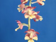 22-28 소형종 홍화