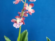 22-31 소형종 새우란