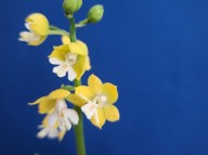 22-32 황판백설 일본새우란