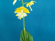 23-1 황판백설일본새우란