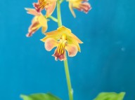 23-2 일본새우란