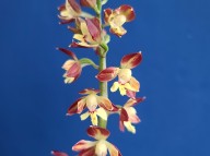 23-3 적판황설 소형종