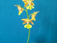 23-6 한라새우란