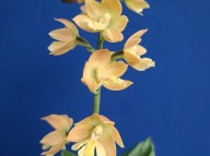 23-7 일본새우란