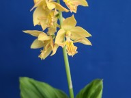 23-8 일본새우란