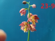 23-9 홍판홍설 일본새우란