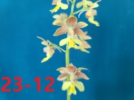 23-12 소형새우란