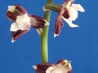 23-13 기화새우란