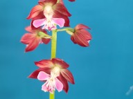 23-17 일본 색설새우란