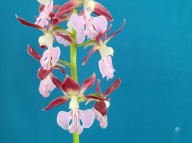 23-19 색설새우란