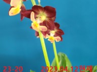 23-20 일본새우란