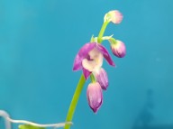 23-21 니오이 일본새우란