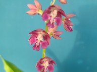 23-21핑크색 일본새우란