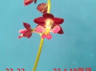 23-22 적판색설 일본새우란