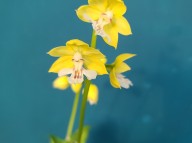 23-23 황판백설 일본새우란