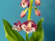 23-24 보라색 일본새우란