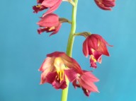 23-25 적판적설 일본새우란