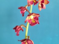 23-26 적판적설 일본새우란