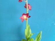 23-27 적판적설 일본새우란