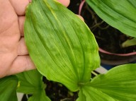 산반복륜 한국새우란