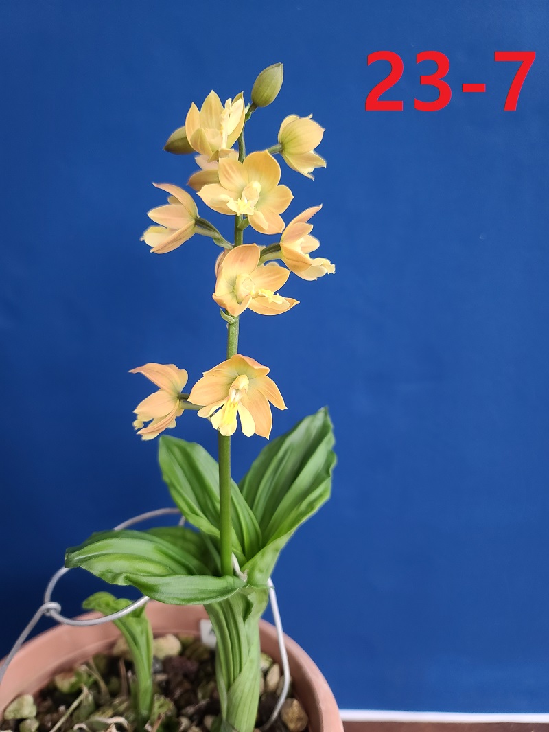 24-3 일본새우란