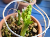 24-3 일본새우란