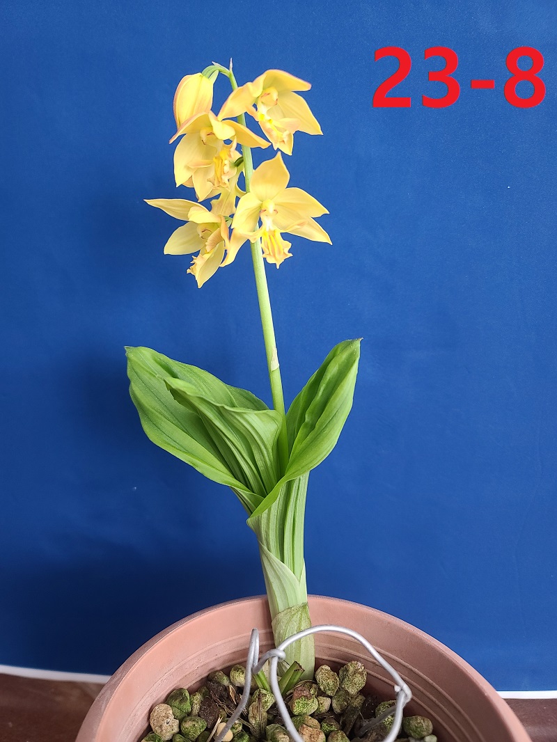 24-4 일본새우란