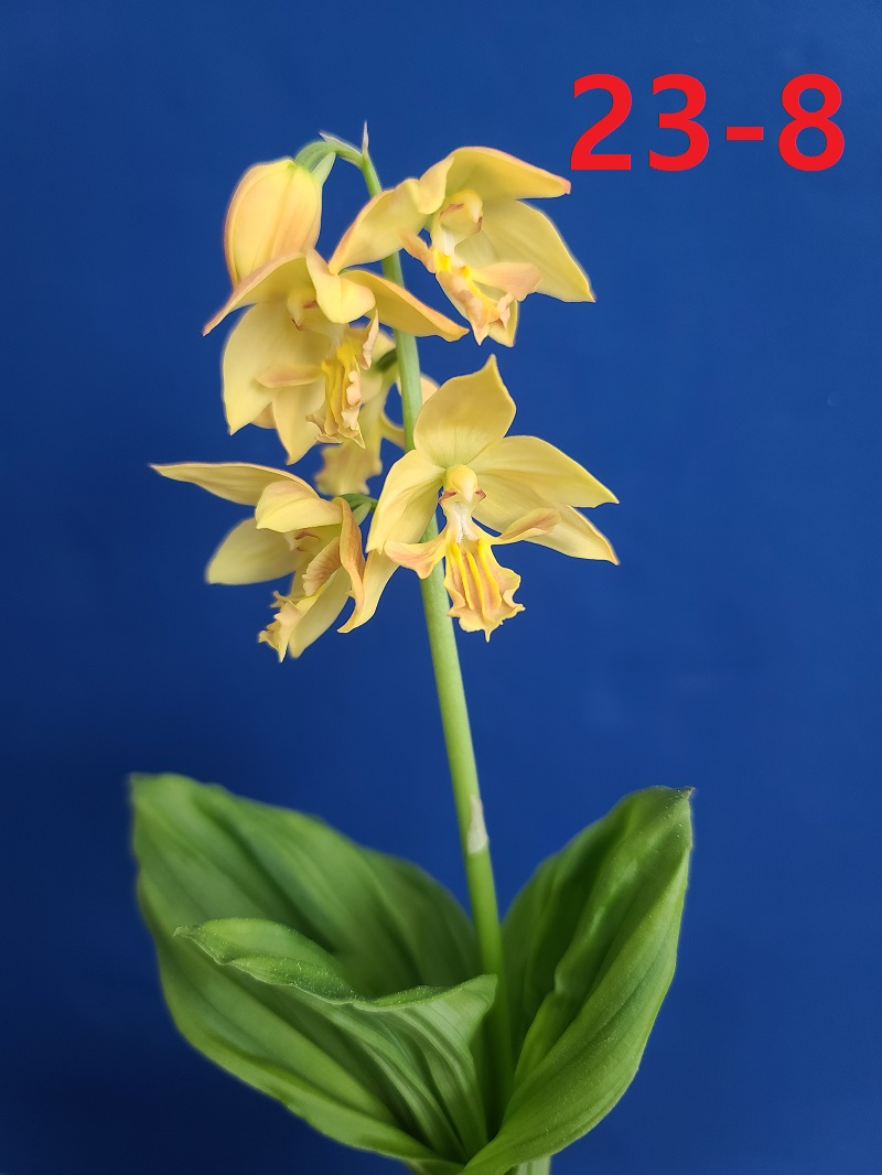 24-4 일본새우란
