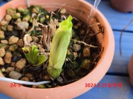 24-4 일본새우란