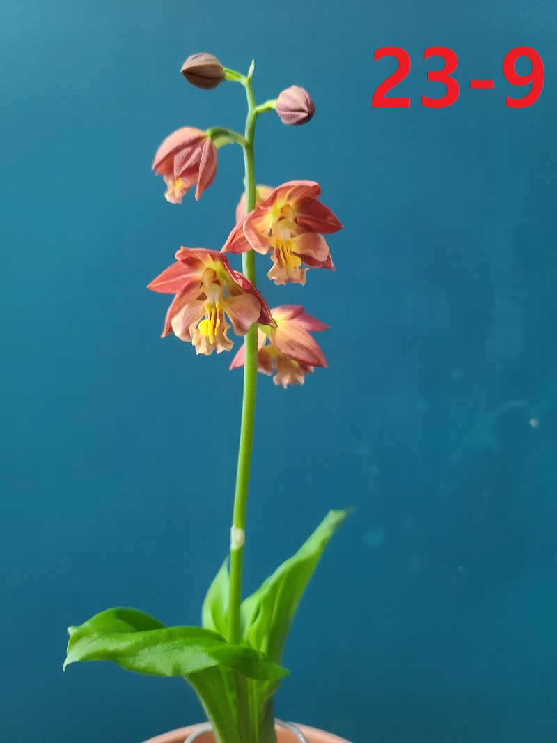 24-5일본새우란