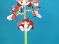 24-9 홍판홍설 새우란