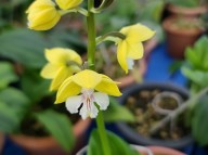 24-10 일본새우란