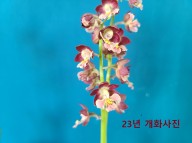 24-12 소형새우란