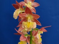 24-13 한국새우란