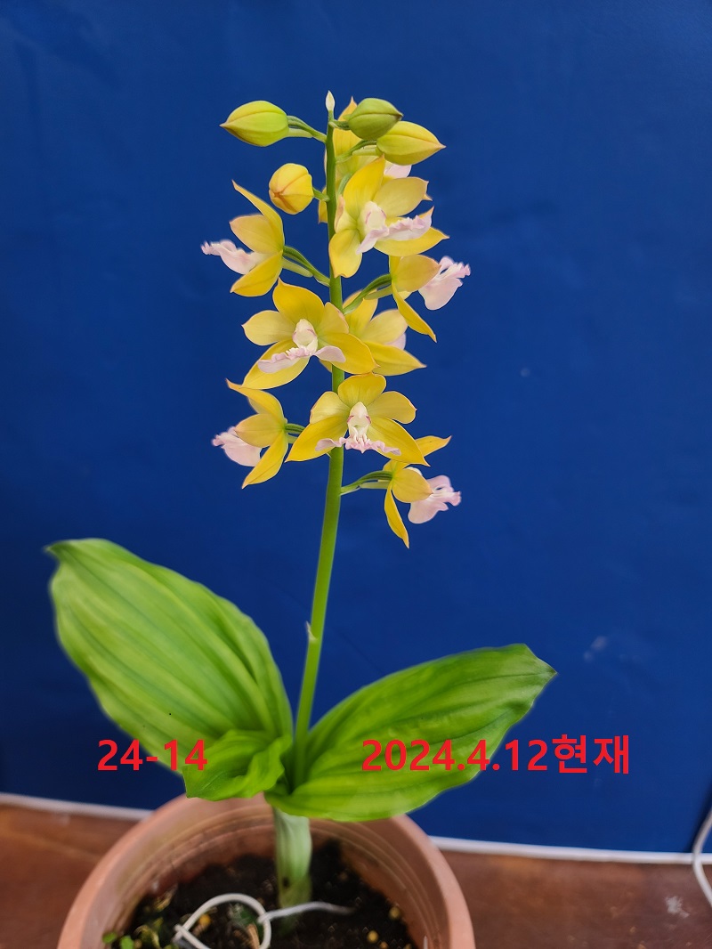 24-14 일본새우란 복색