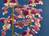 24-17 보라색일본새우란