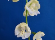 24-18 백화 일본새우란