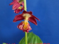 24-19 적판적설 일본새우란