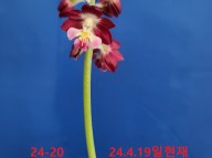 24-20 적판적설 일본새우란(2촉)