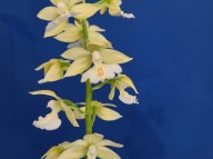 24-21 일본새우란 백화