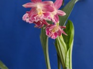 24-22 일본새우란