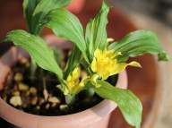 삼판삼설 기화 단엽종