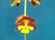 25-3 적판황설2촉