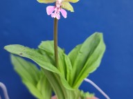 25-15 녹자색색설화