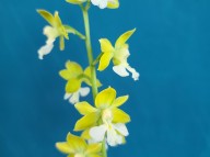 25-17 연녹판백설