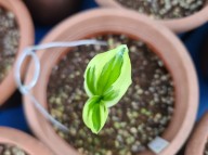 25-22 한국새우란복륜