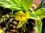 25-23 삼판삼설기화