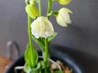 25-25 일본새우란백화