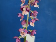 25-26 보라색일본새우란