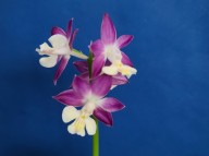 25-27 보라색니오이계 일본새우란